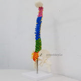 Mini spine anatomical model close-up of colour-coded vertebrae for teaching