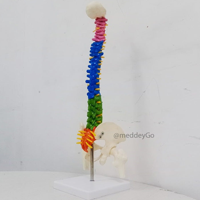 Mini spine anatomical model close-up of colour-coded vertebrae for teaching