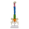 Mini coloured spine model 45cm tall showing cervical thoracic lumbar sections