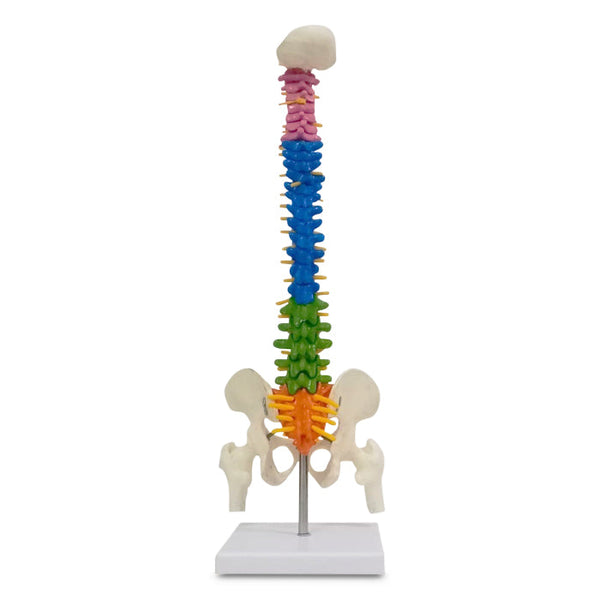 Mini coloured spine model 45cm tall showing cervical thoracic lumbar sections