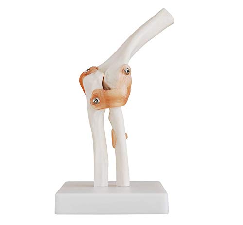 Human Elbow Joint Model With Ligaments for Flexible Movement