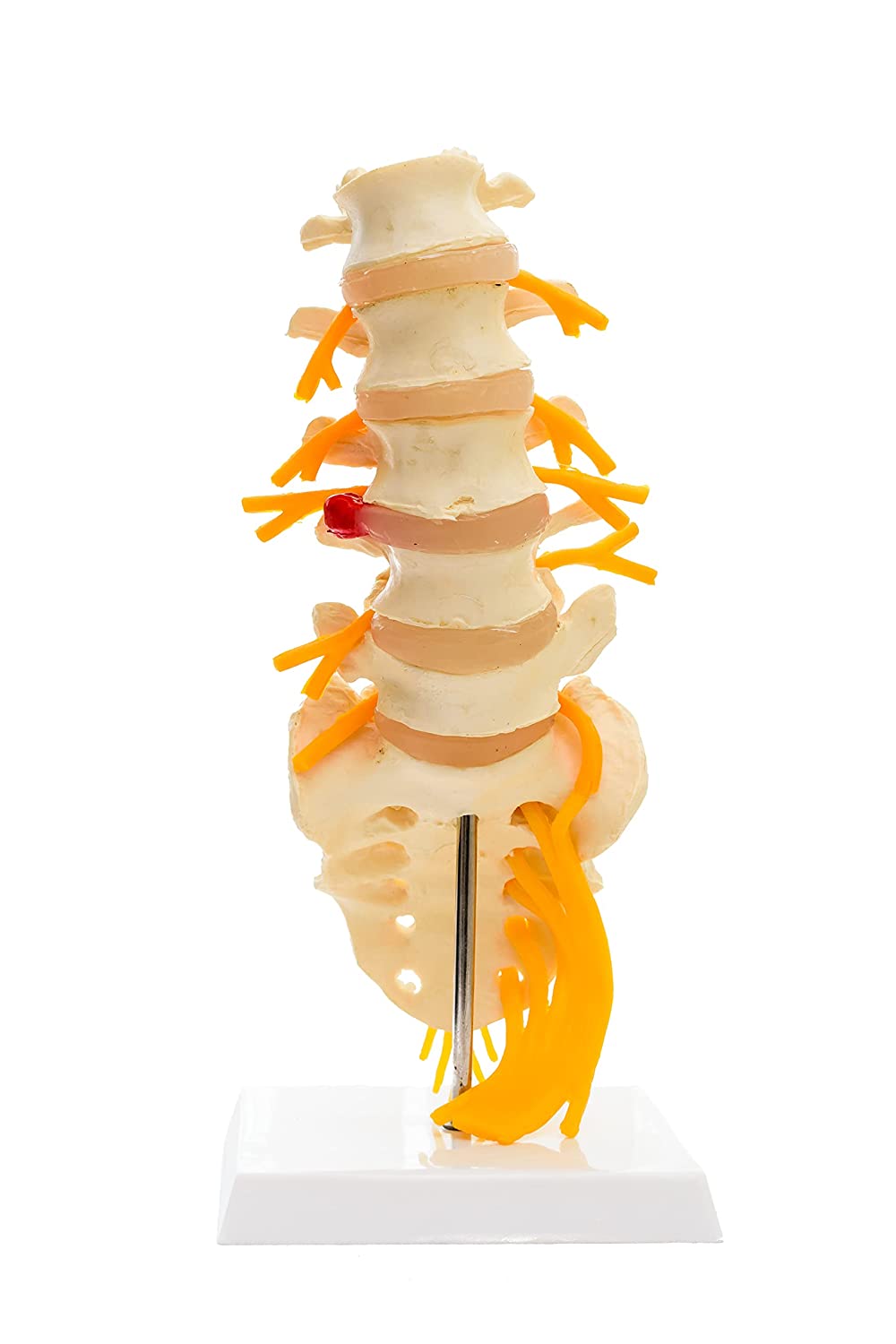 Lumbar Sacrum Spine Model