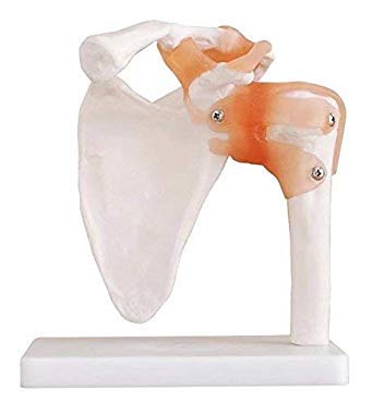 Human Shoulder Joint Model With Flexible Ligaments