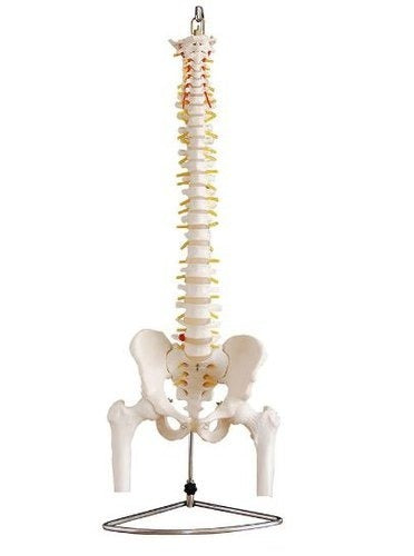 Spine Model with Pelvis and Femur Heads