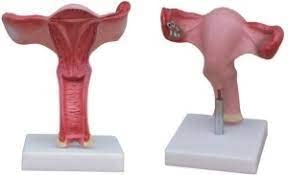 Magnified Uterus Model Delux Quality